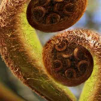 two fern curls