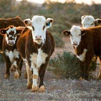 cattle in Australian desert setting with sun setting behind