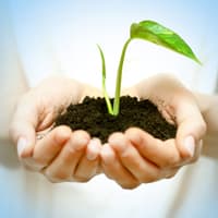 Seedling growing in a woman's hands