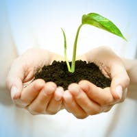 Seedling growing in a woman's hands