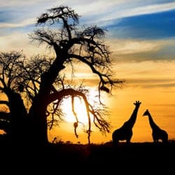 African sunset